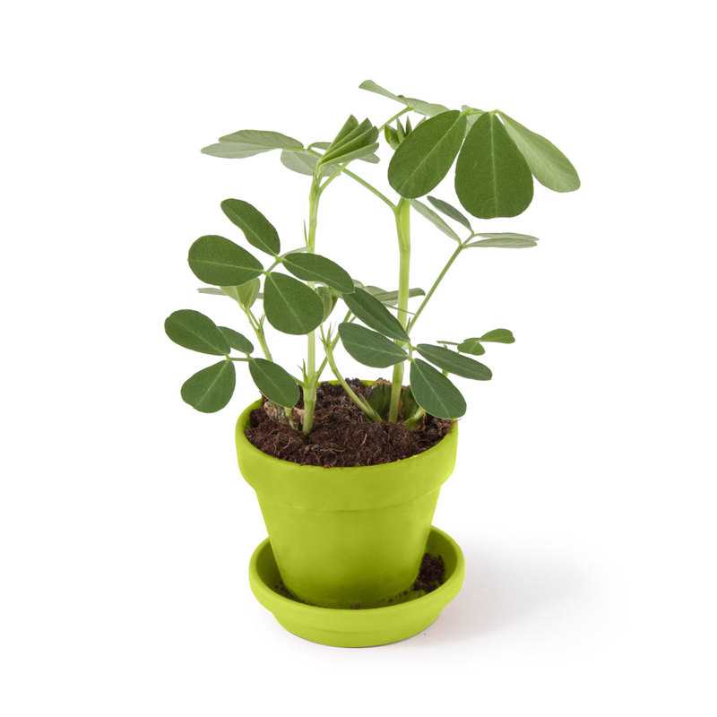 Pot cloche cacahuètes à faire pousser