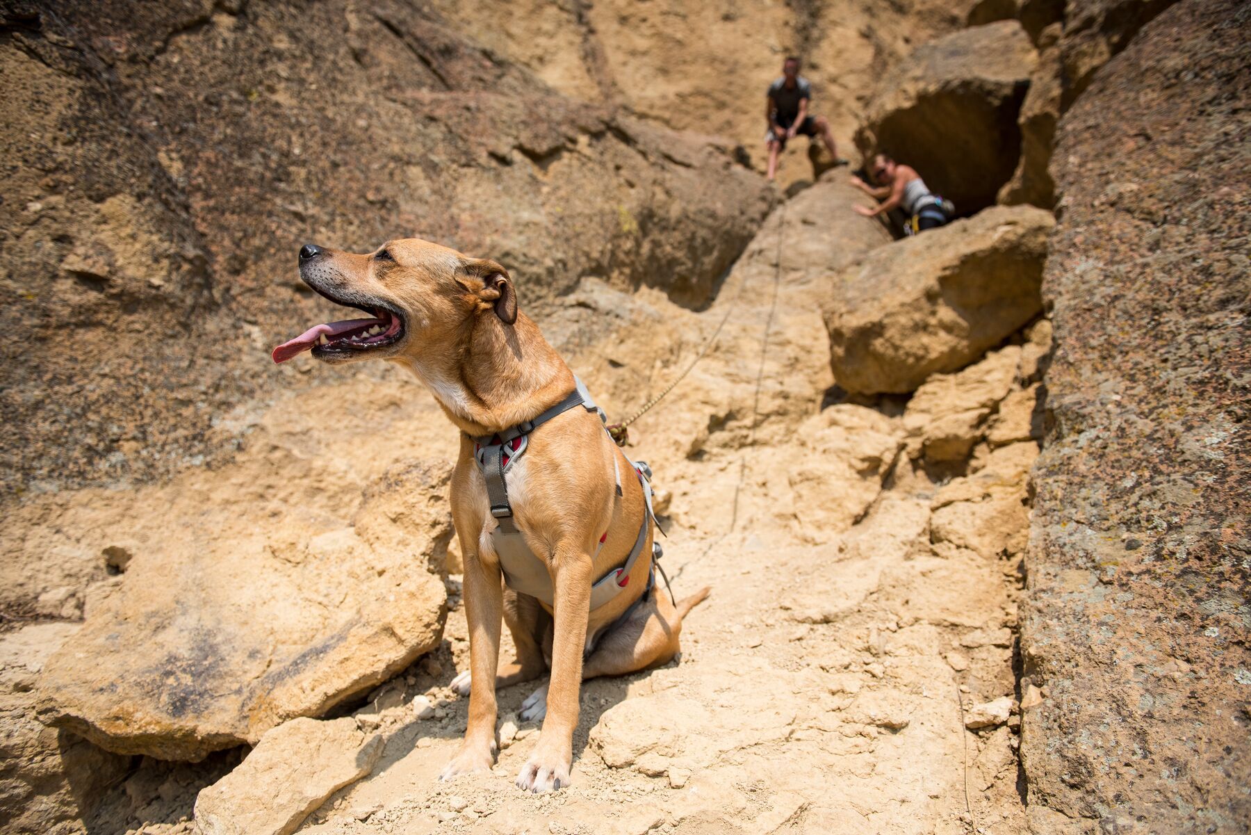 Ruffwear Hundegeschirre Ruffwear DoubleBack™ Geschirr XS