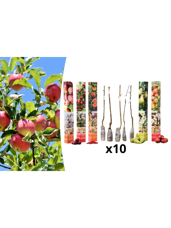OH2 10er-Set: Obstbäume in Bunt günstig kaufen onesize