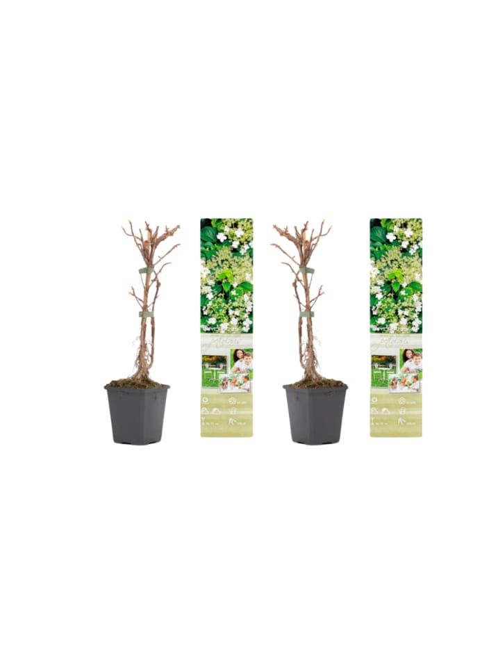 OH2 2er-Set: Kletterhortensie in weiß günstig kaufen onesize