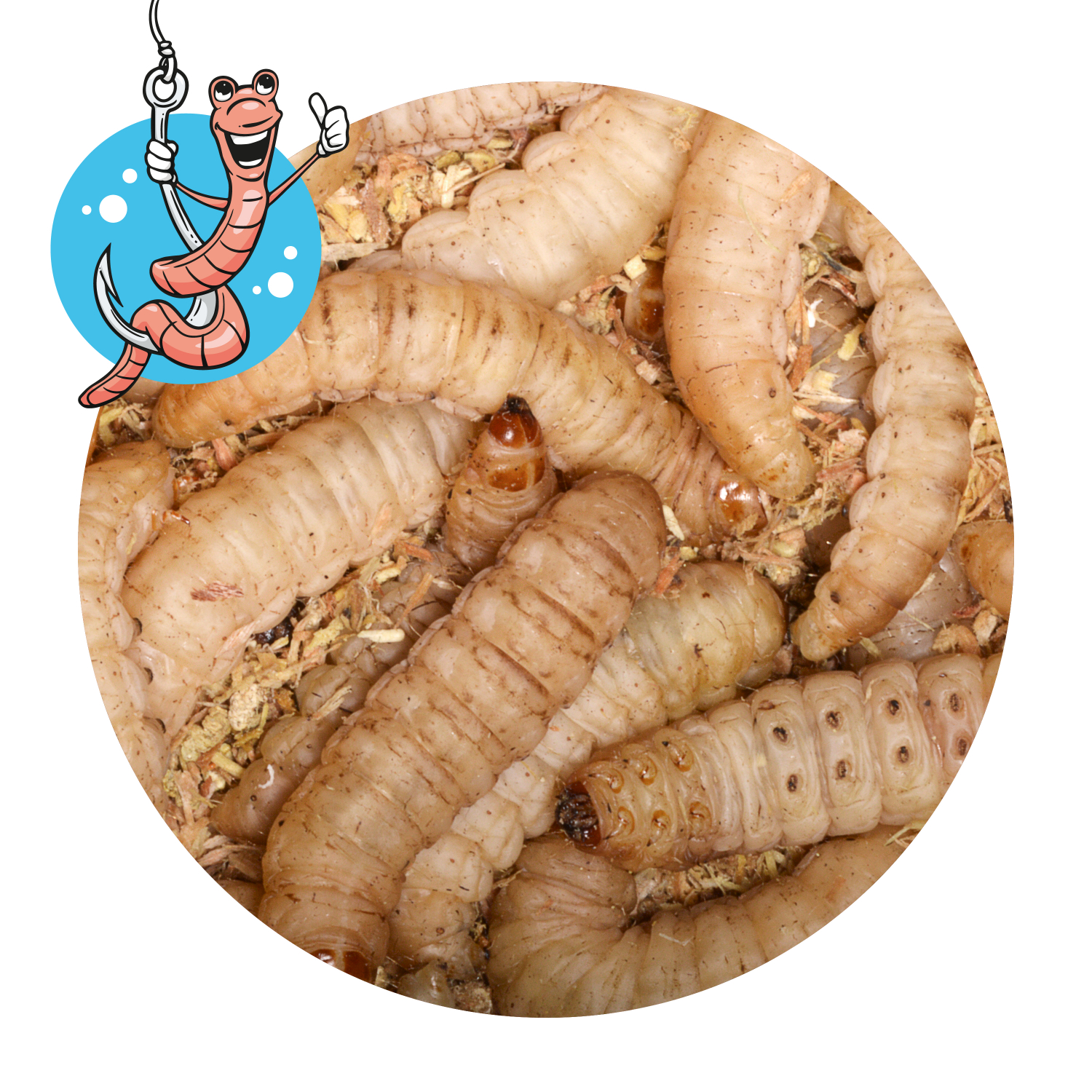 Lebendköder (Bienenmaden, 40 Stk)