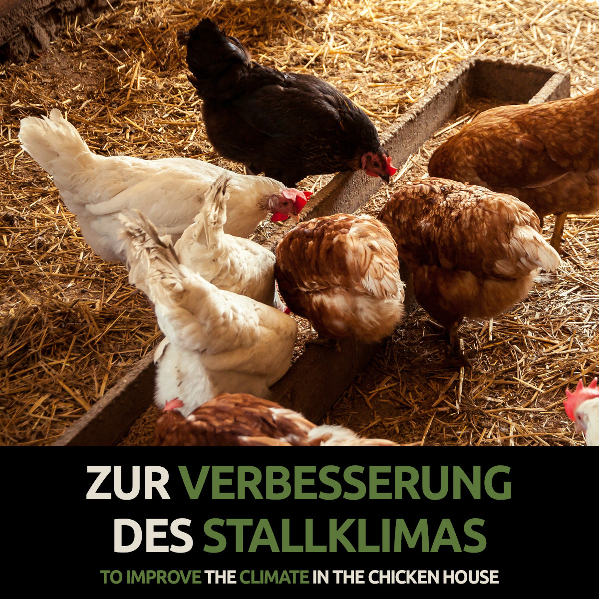 GreenPet Zubehör GreenPet Kieselgur inkl. Stäuberflasche 4kg