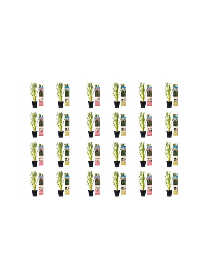 OH2 24er Set: Pampasgras pflanzen günstig kaufen onesize