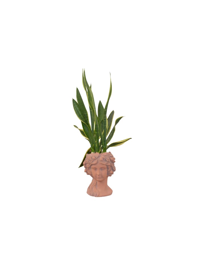 möbel-direkt Pflanzgefäß Terra in terra günstig kaufen 1 Stück