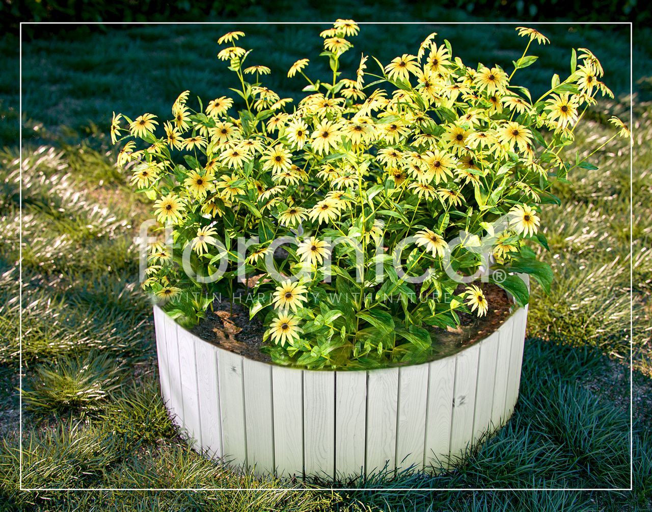 Pemicont Floranica Rollborder II Flexibler Holzzaun 203cm Höhe: 30cm Weiß Imprägniert Kiefernholz Beeteinfassung Rasenkante Beetumrandungen