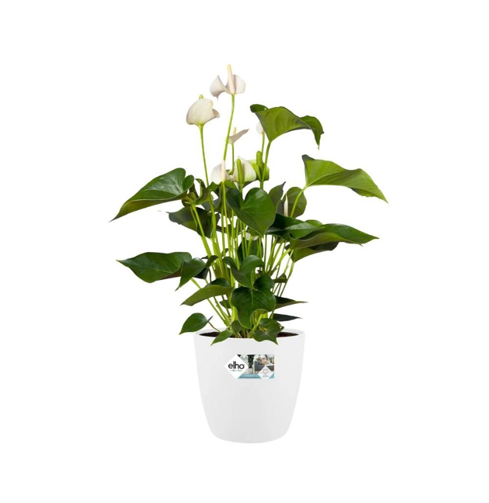 Elho Übertopf Brussels Wheels Blumentopf mit Rollen 35 - 47 cm weiß anthrazit