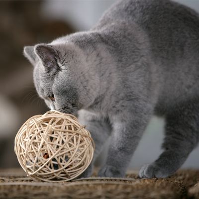 Karlie Weidenball mit Soundchipmaus
