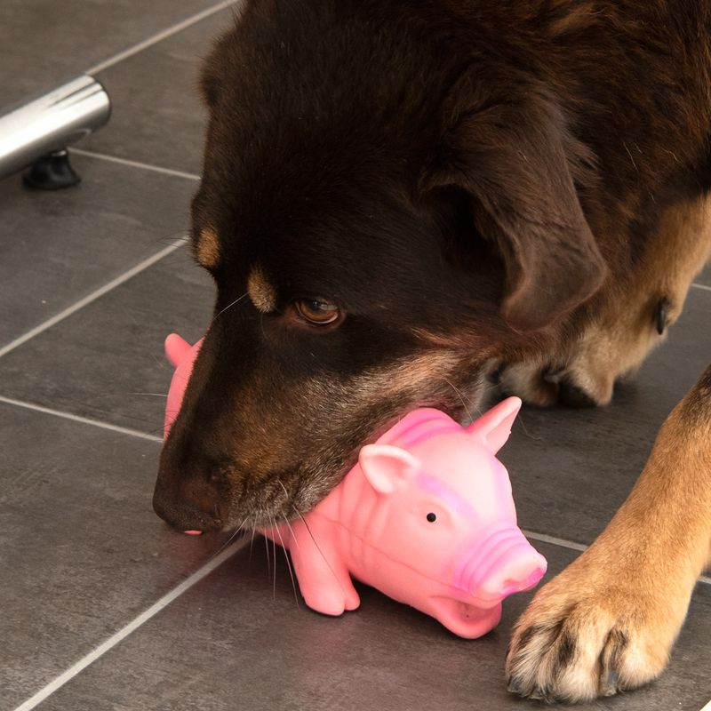 Hundespielzeug Latex-Schwein mit Stimme zu TOP-Preisen | bitiba %