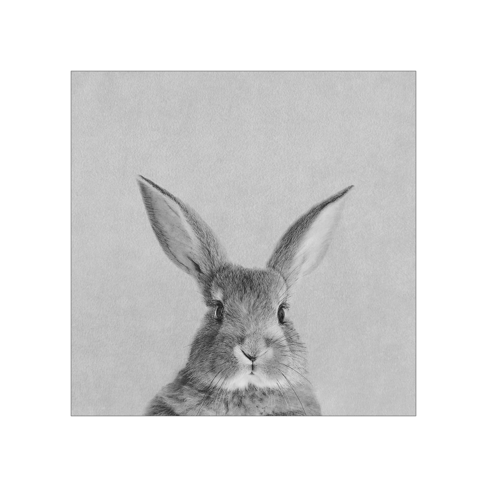 Bild Rabbit