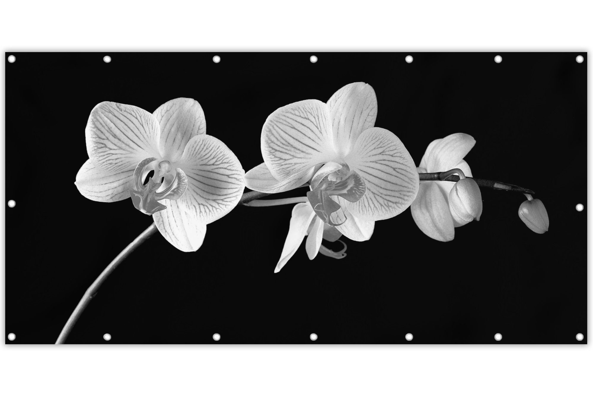 MuchoWow Balkonsichtschutz Orchidee - Blumen - Schwarz - Rosa - Knöpfe (1-St) Balkonbanner, Sichtschutz für den Balkon, Robustes und wetterfest
