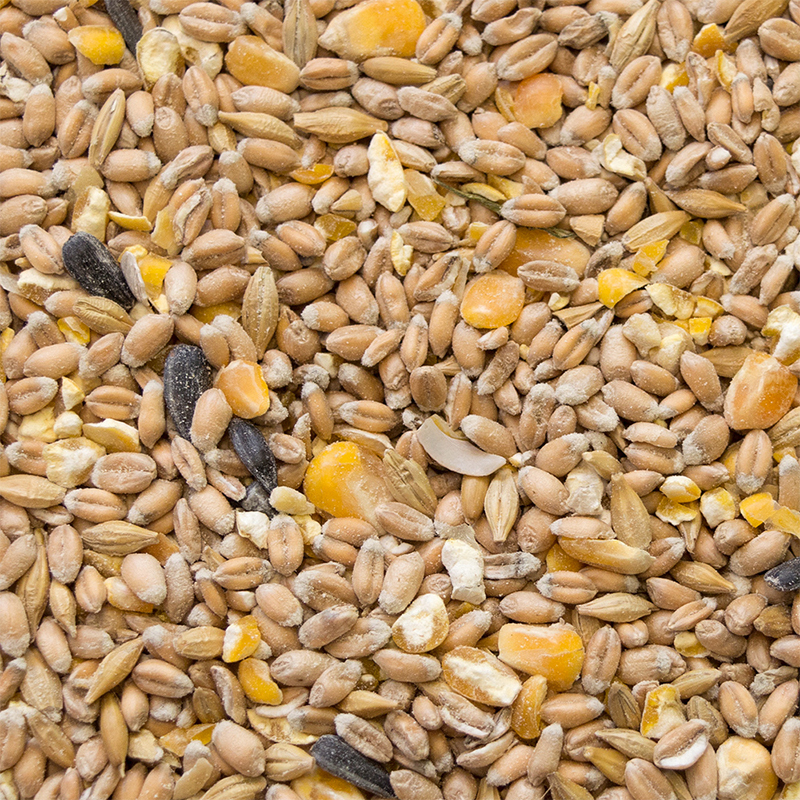 My little Farm Futter & Heu My little Farm Bio-Hennenkorn 10kg