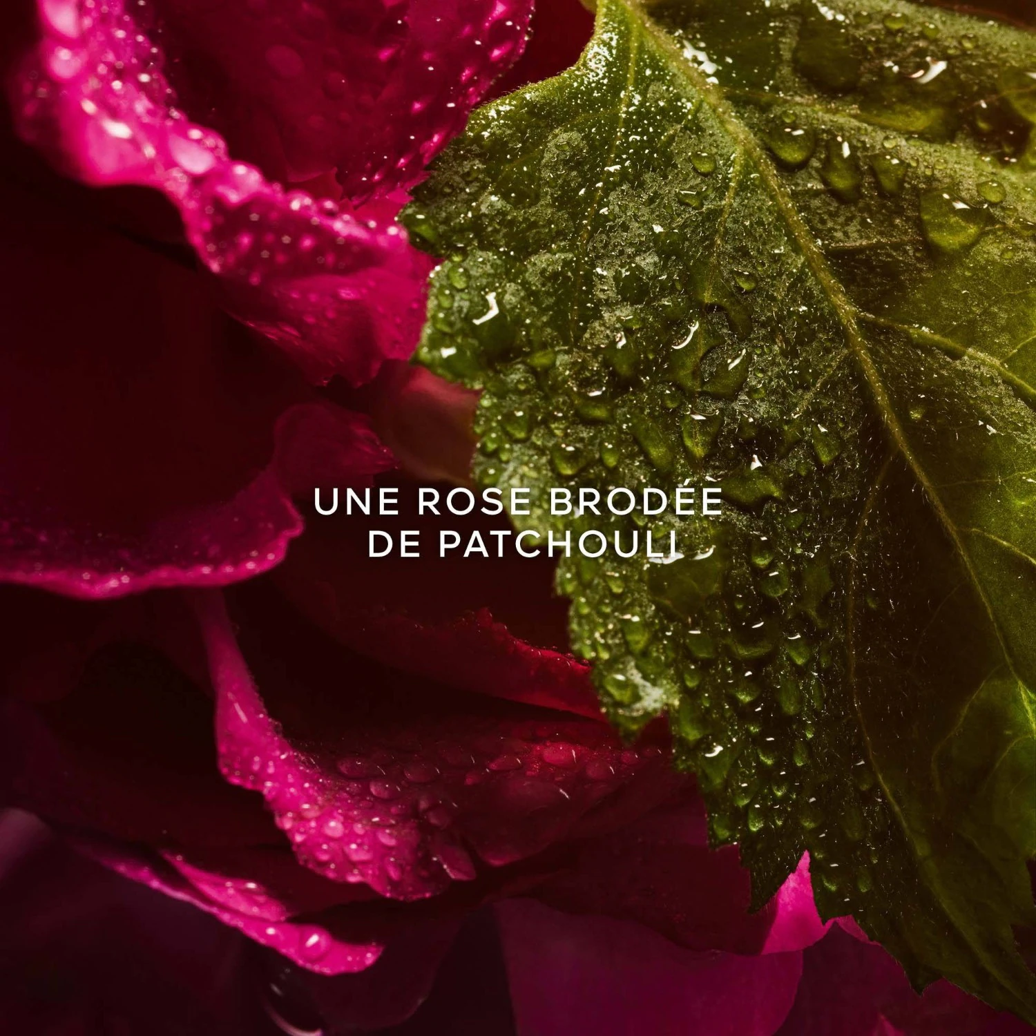 Guerlain Absolue