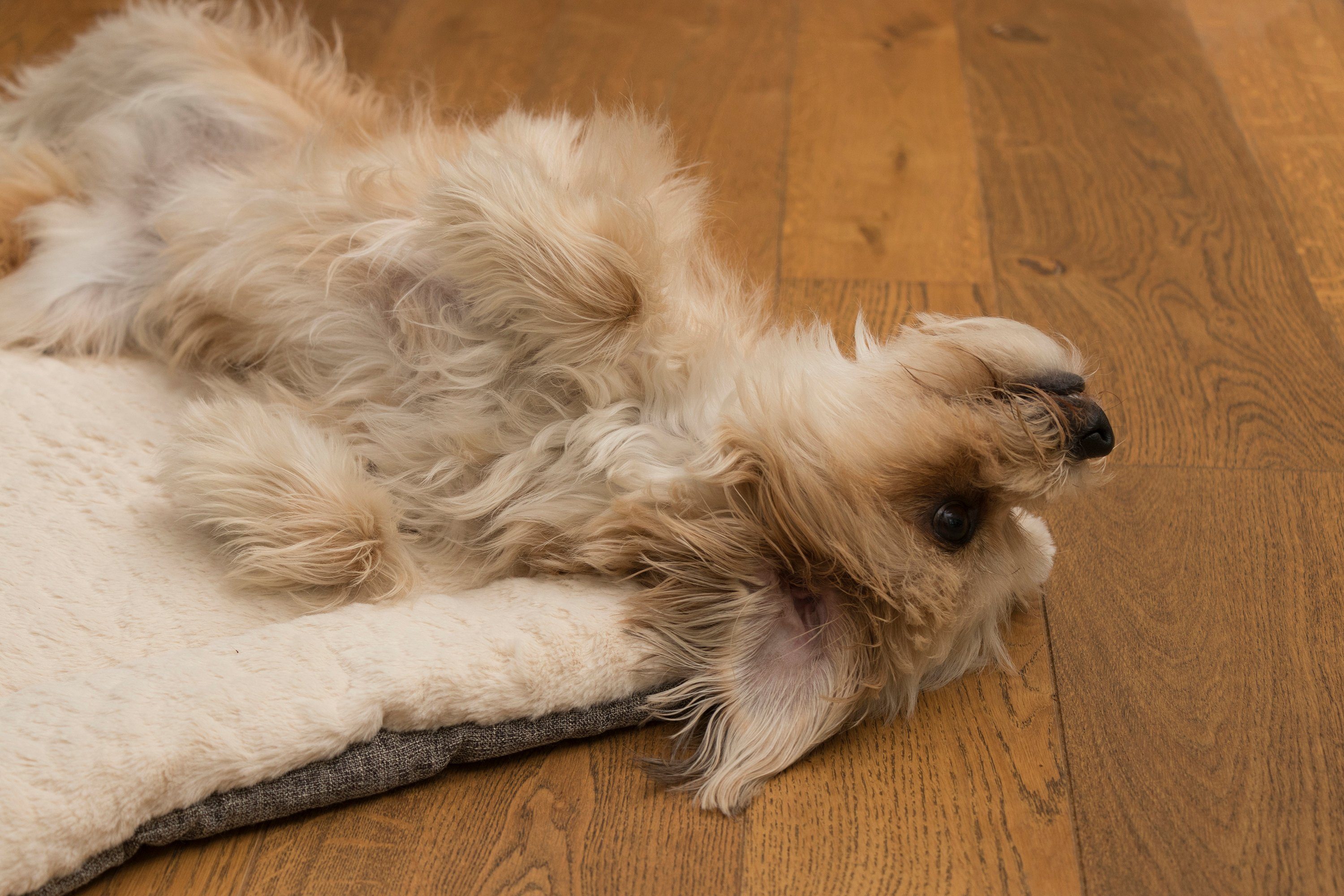 TrendPet Tierdecke Hundedecke 