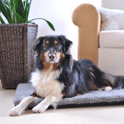 Pawz & Pepper Hundematte Aurora Ortho
