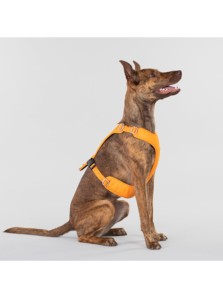 Paikka Hundegeschirr in Orange günstig kaufen