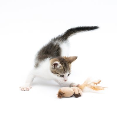 TIAKI Katzenspielzeug Faultier mit Katzenminze