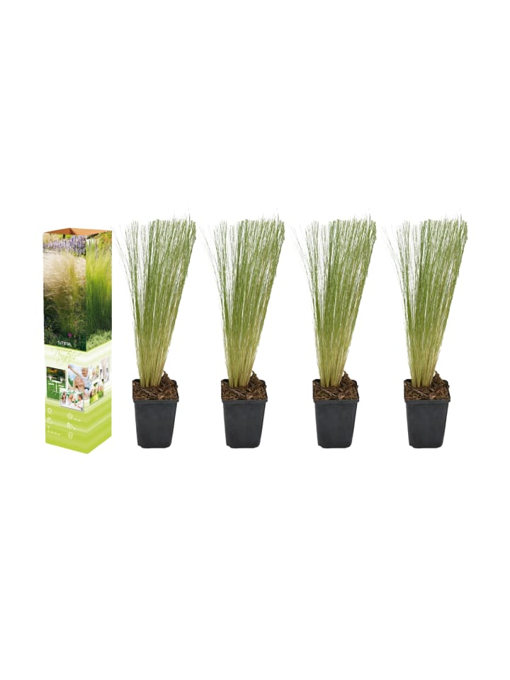 OH2 4er Set: Stipa-Pferdeschwanzgras günstig kaufen onesize