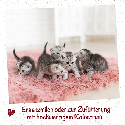feliTATZ Ergänzungsfutter & Aufzucht feliTATZ Kittenmilch 90g 350 g