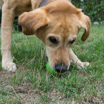Hundespielzeug Squeaky Ball aus TPR
