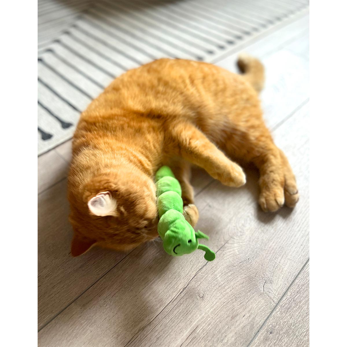Aumüller Katzenspielkissen Raupe Pedro kaufen