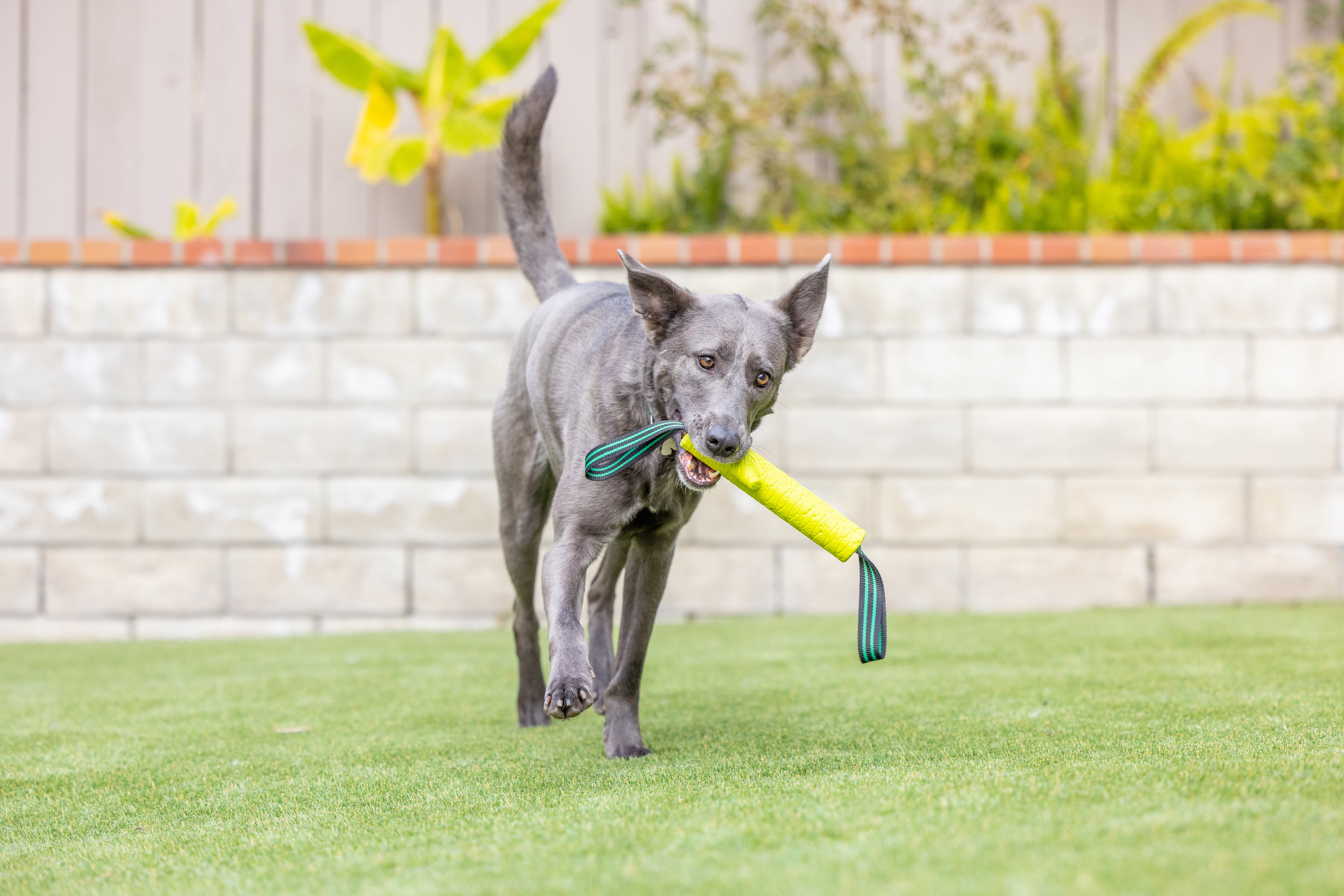 Hyper Pet Frisbees & Wurfspielzeug Hyper Pet Grab Tabs EVA Fetch Stick
