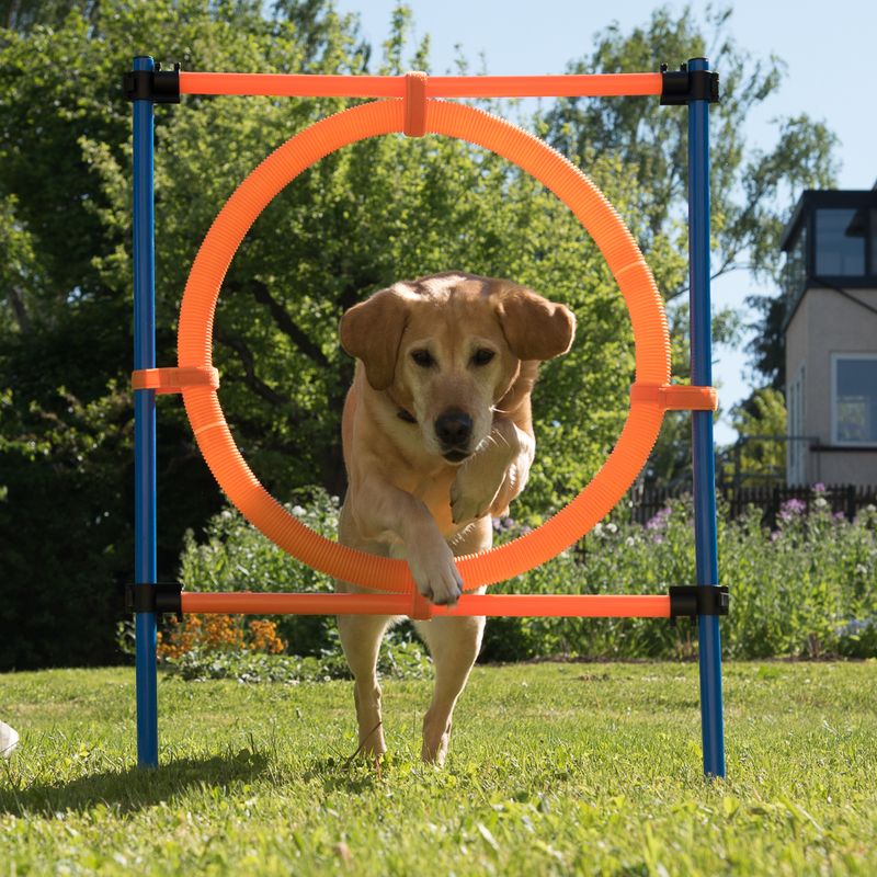 Agility Fun & Sport Komplett-Set zu TOP-Preisen