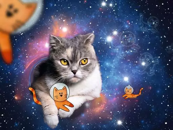 Puzzle 1500 Teile - Katzen fliegen im Weltall