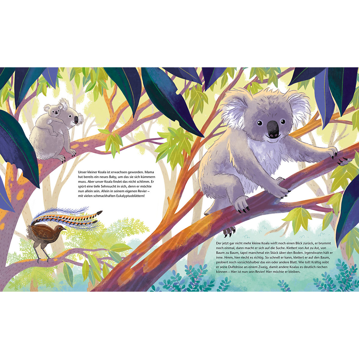 Der kleine Koala - Zu Hause im Eukalyptus