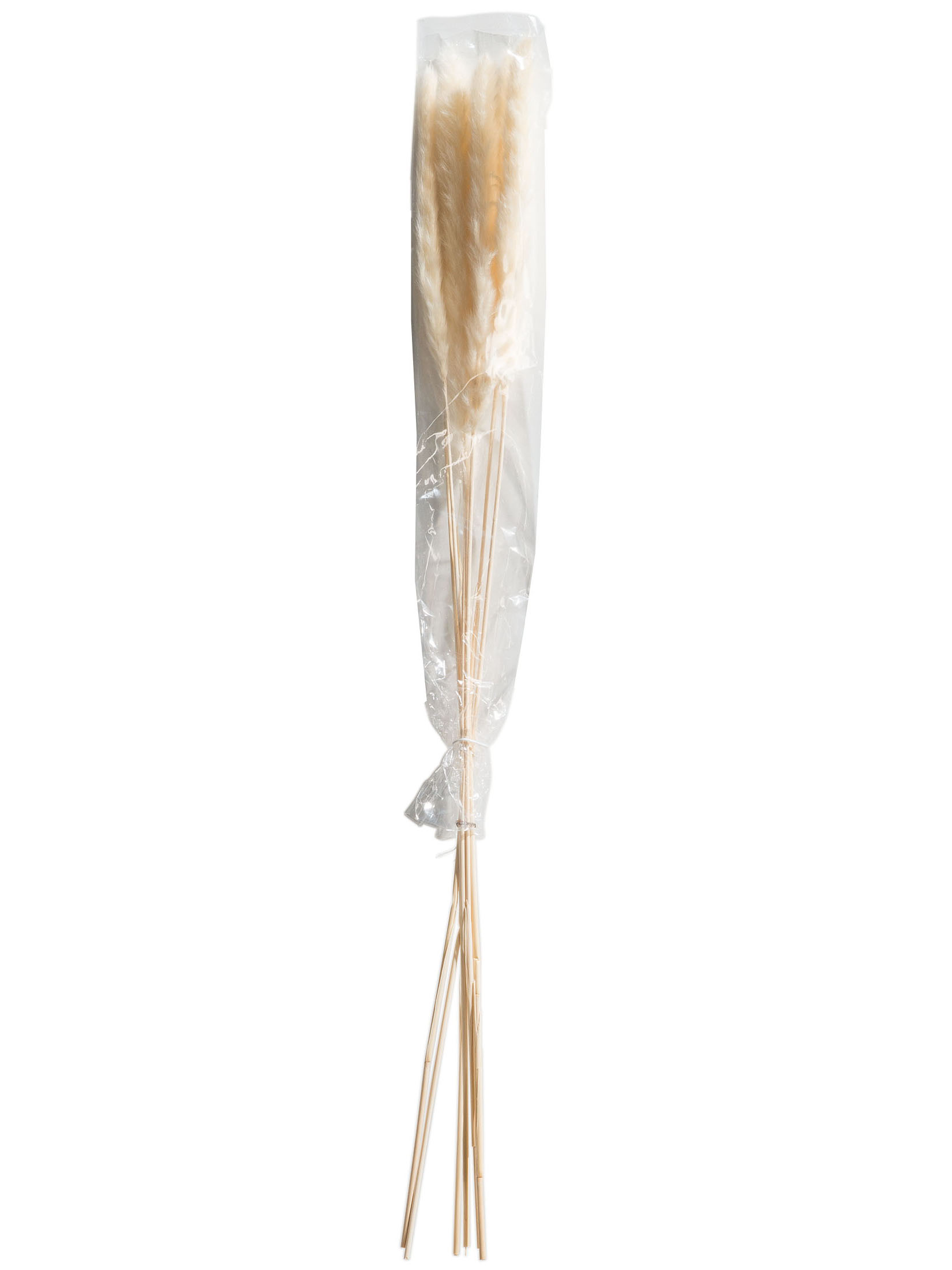 Pampasgrasbündel 6er Trockenblume, Weiss