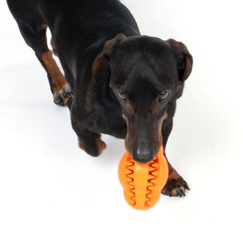 TIAKI Hundespielzeug Rugby Treat zu TOP-Preisen