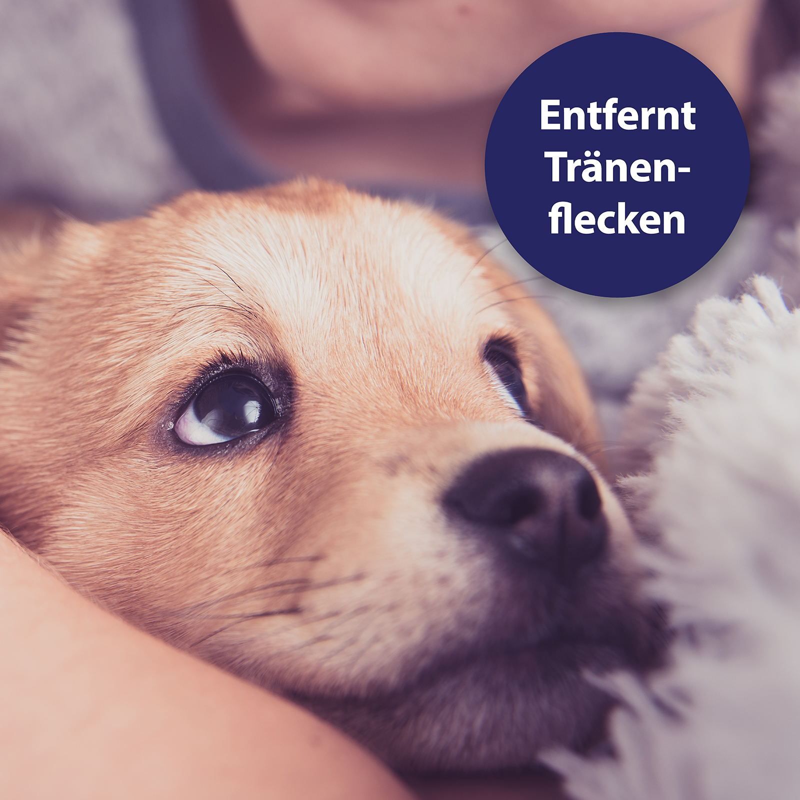 Canosept Augen- & Ohrenpflege Canosept Augenpflege Pads für Hunde 100 Stück