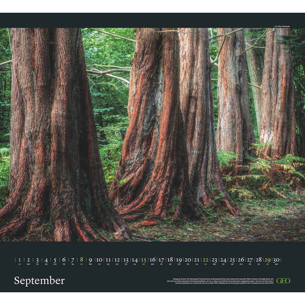GEO KALENDER: SEHNSUCHT WALD 2024 - WAND-KALENDER - Kalender