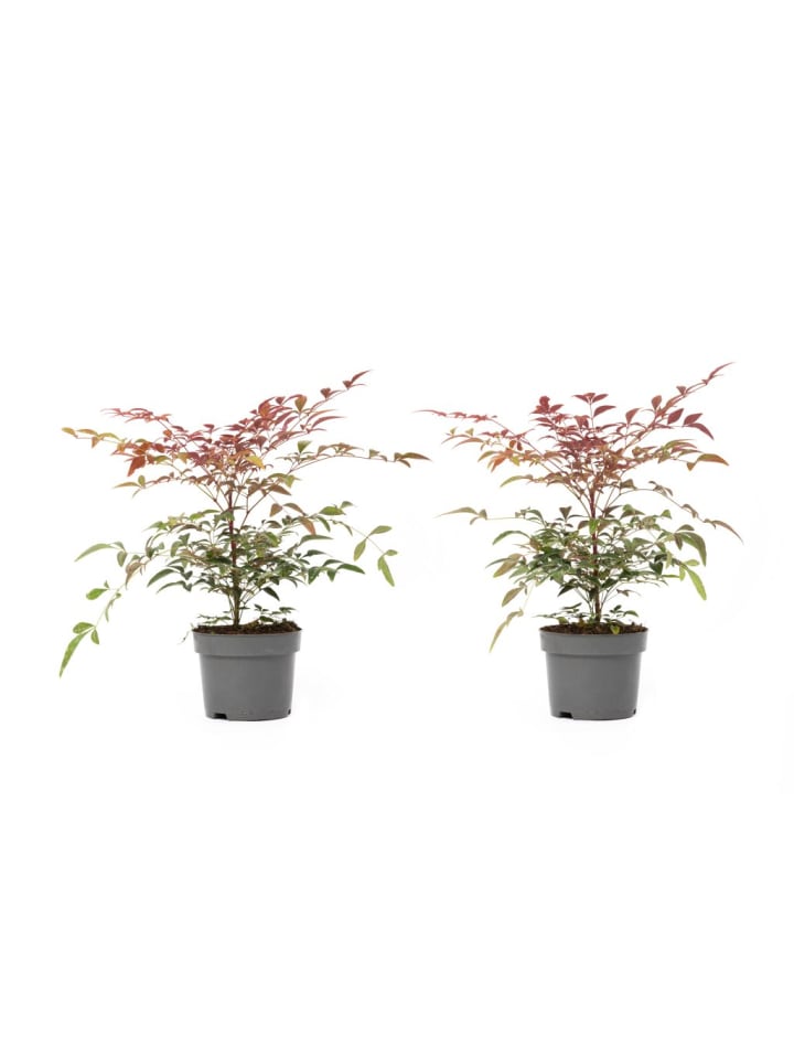 OH2 2er-Set: Nandina Domestica Obsessed in Bunt günstig kaufen onesize
