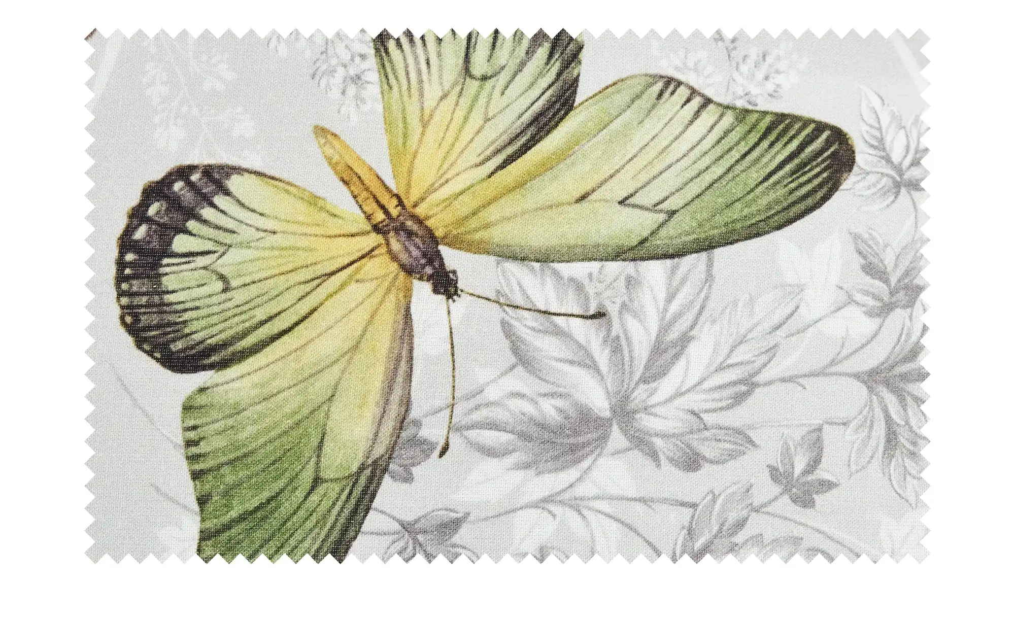 Schwienhorst Auflage  Butterfly