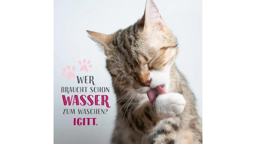 Die ganze Wahrheit über deine Katze