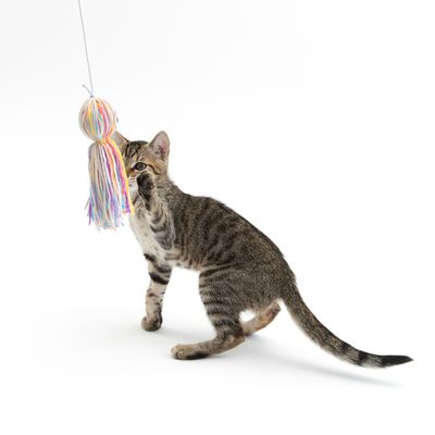 TIAKI Katzenangel Farbenfroher Oktopus