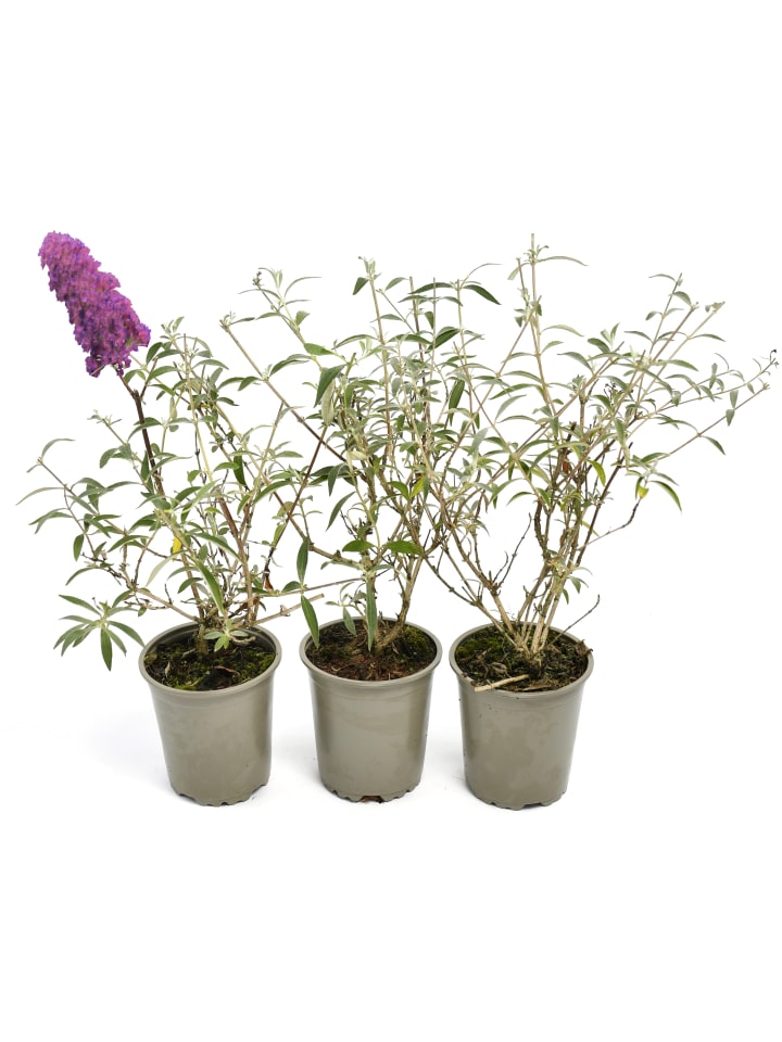 OH2 3er-Set: Schmetterlingspflanzen Davidii in Rosa günstig kaufen onesize