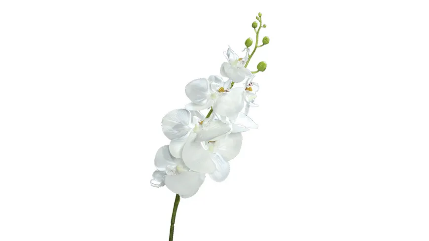Orchidee Phalaenopsis, 83 cm