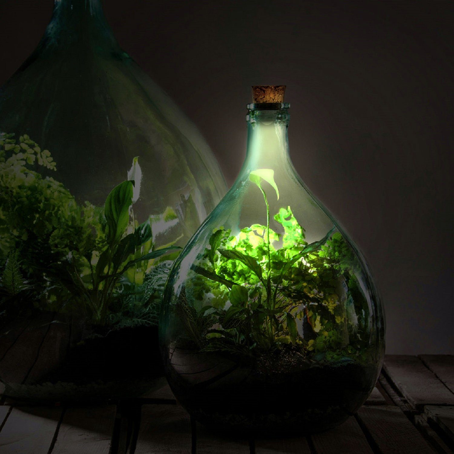 esschert design Übertopf Solar LED Licht Korken Terrarium Verschluss Gewächs Haus Pflanzen Beleuchtung
