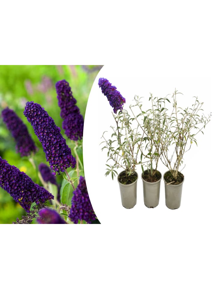 OH2 3er-Set: Schmetterlingspflanzen Davidii in Schwarz/Violett günstig kaufen onesize