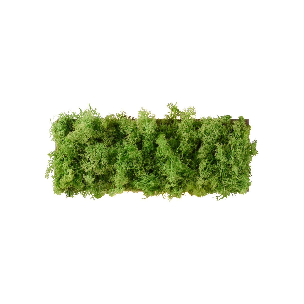 JUST LIGHT LED Wandleuchte GREEN CARLO, mit echtem Moos, 3000 K