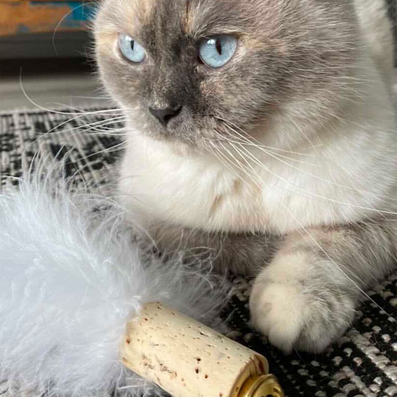 Kater Kasimir Federball zu TOP-Preisen
