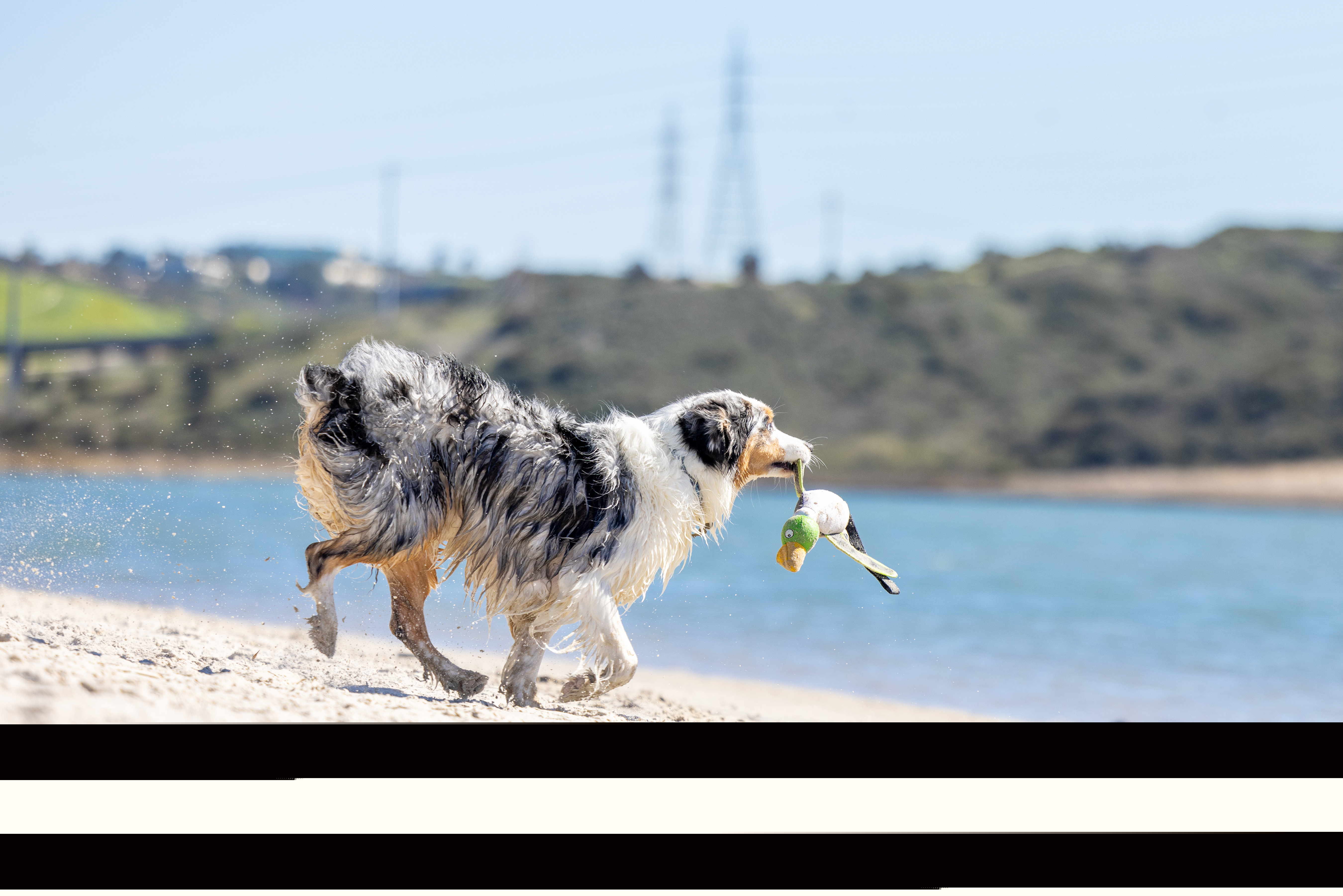Hyper Pet Frisbees & Wurfspielzeug Hyper Pet Flying Duck