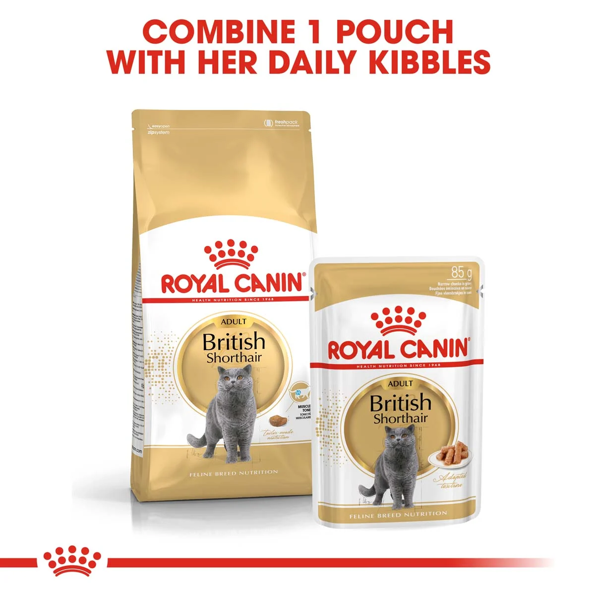 ROYAL CANIN British Shorthair Adult Katzenfutter nass für Britisch Kurzhaar