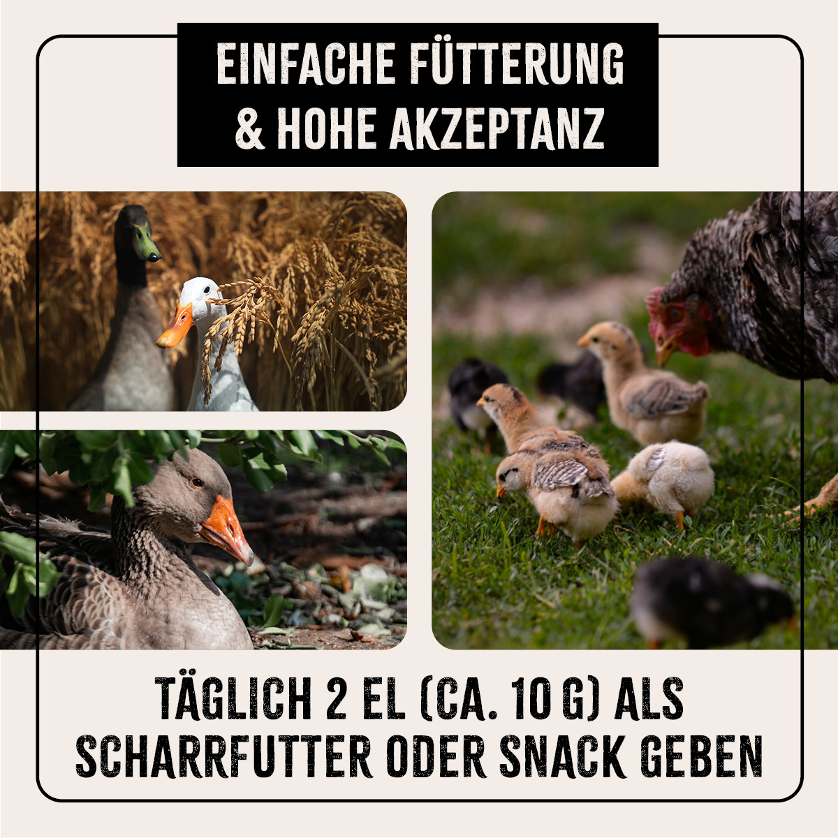 Aniforte Futter & Heu Aniforte FarmLife Soldatenfliegenlarven 800g
