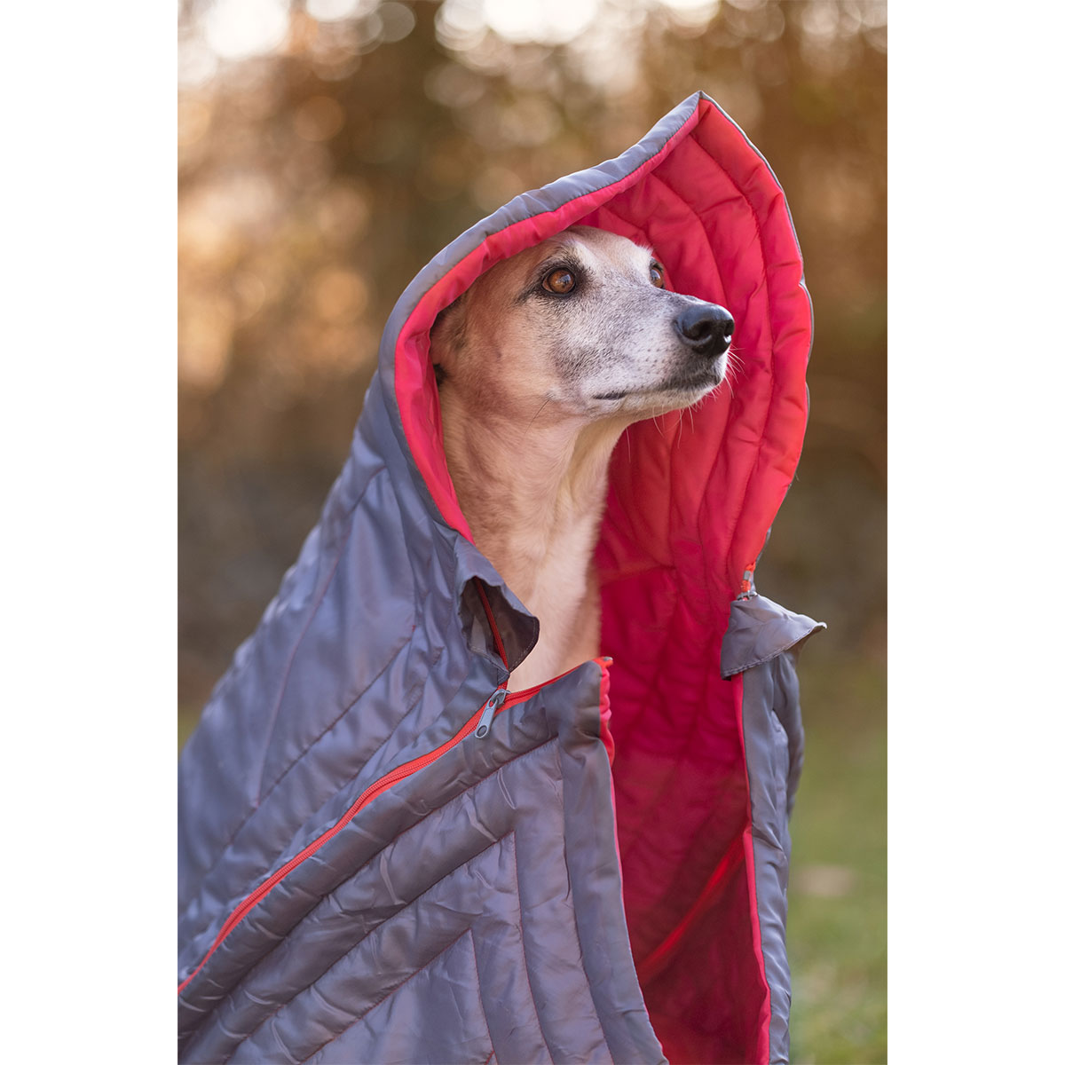 iEnergy JUL Schlafsack für Hunde günstig kaufen bei ZooRoyal