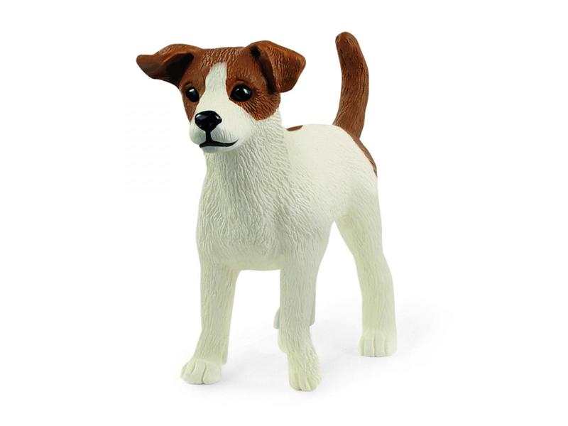 Jack Russell terrier