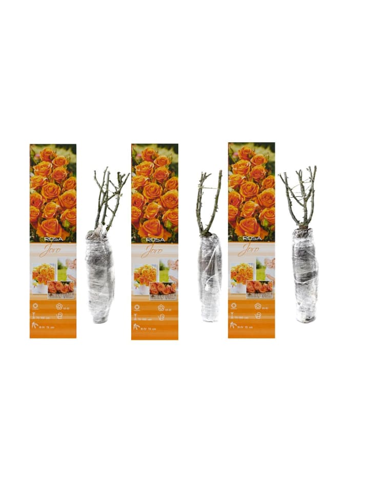 OH2 3er-Set Großblütige Rosen in Orange günstig kaufen onesize