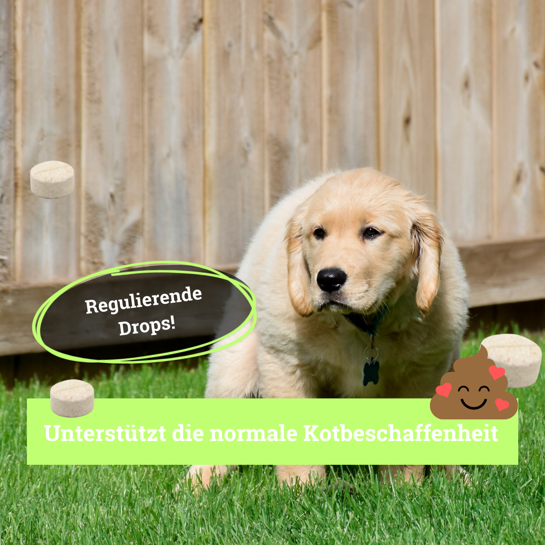 BeG Buddy Ergänzungsfutter & Aufzucht BeG Buddy Magen & Darm Tabletten Hund, Präbiotika zum Darmaufbau, Verdauung, Durchfall