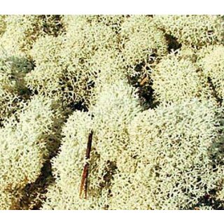 Islandmoos grau 30 g